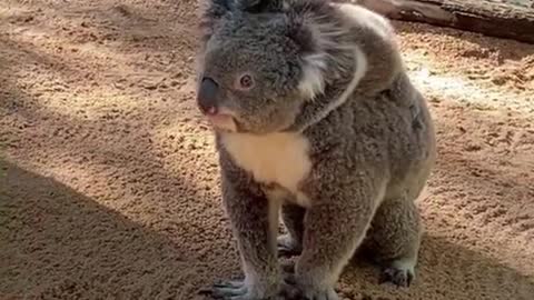 I like the little koala on my mother's back, because it looks so cute