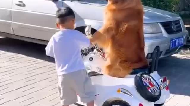 Dogs actually drive themselves to kindergarten to pick up their babies from school