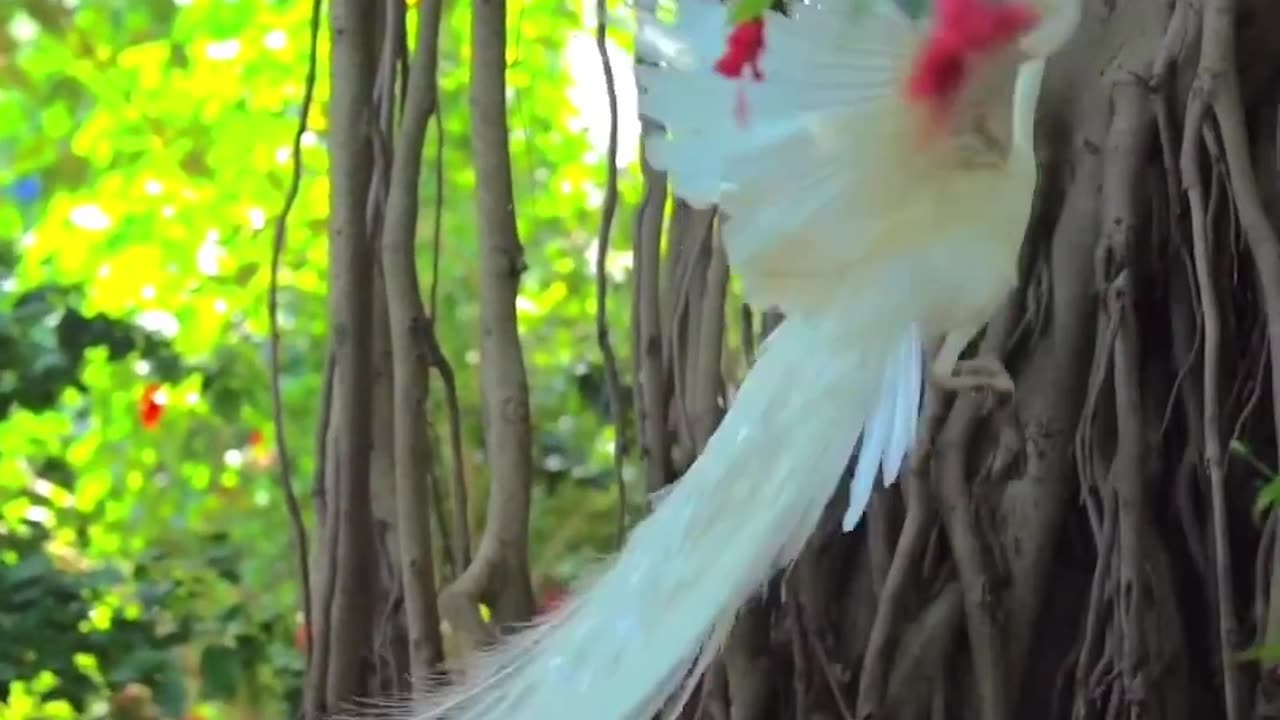 Beautiful Peacock flying