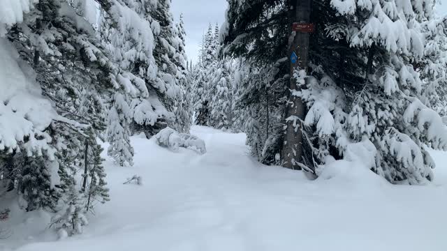 Snow Drenched Trees – Central Oregon – Vista Butte Sno-Park – 4K