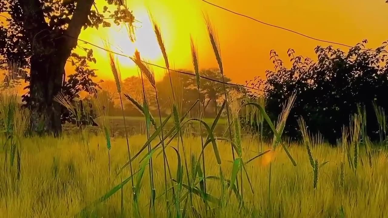 Natural village field look #naturelover #viral