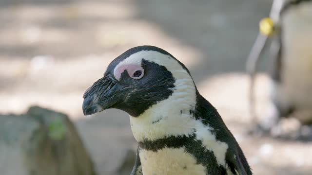 Beauty penguin