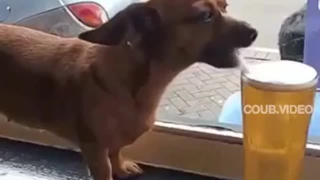 When I drink #funny #animals