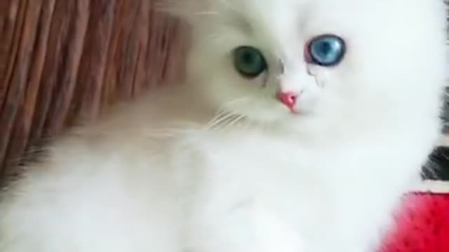 A beautiful kitten...Watch And enjoy