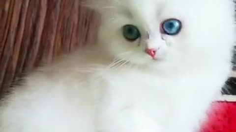 A beautiful kitten...Watch And enjoy