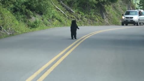 Bear Cubs Play in the Road - Too Cute