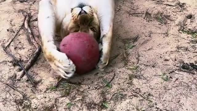 Binta vs ball pls ignore the noisy