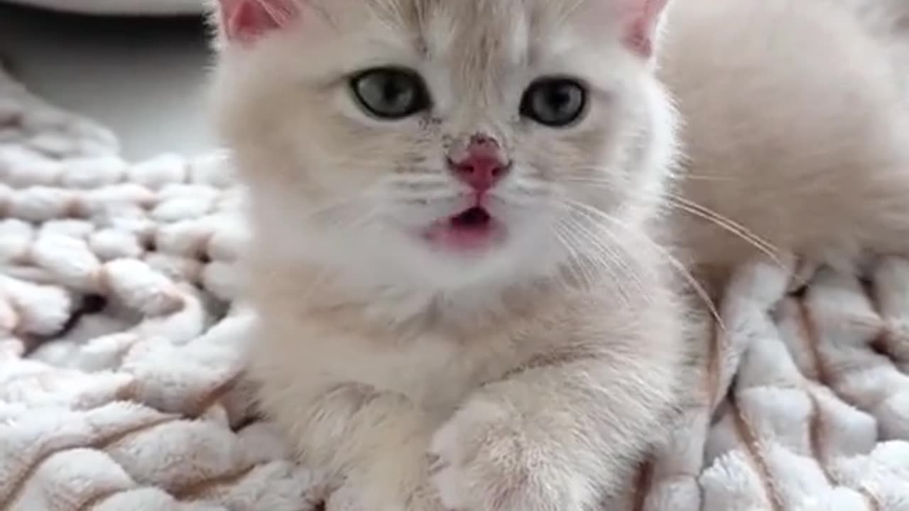 "Lightning-Fast Reactions: A Whirlwind of Cuteness with my Quick Kitten!"