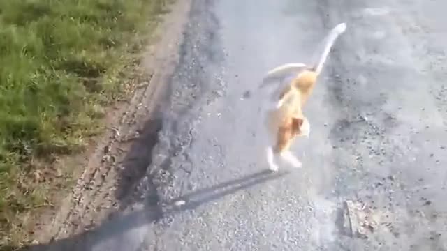 Weird cat