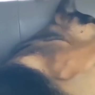 Poor Dog is sleeping and cute cat is playing 😁