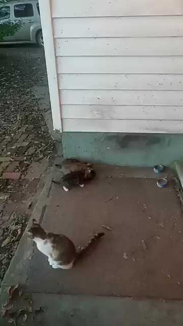 3 Brand New Ferral Kitties Learning Where The Food Is
