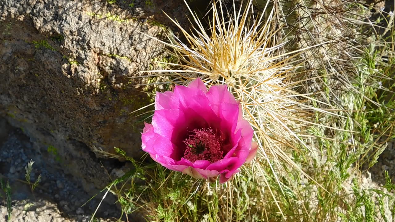 Blooming Hedgehog Cactus