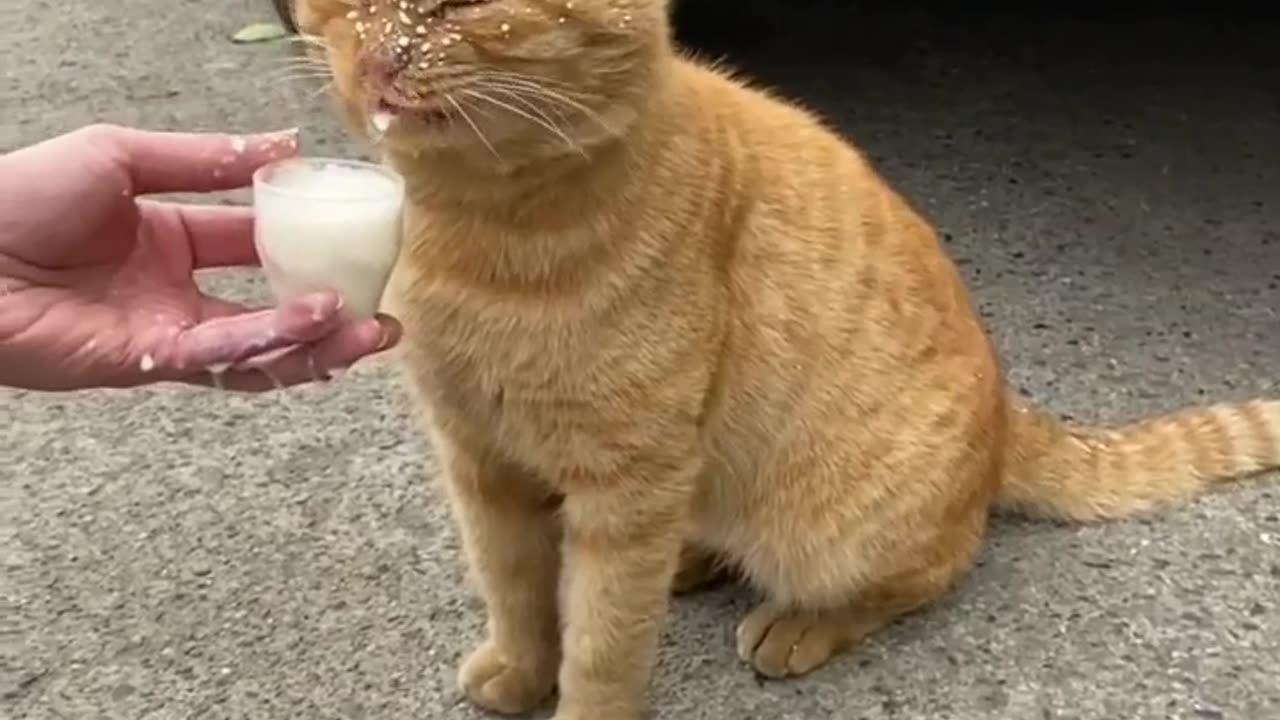 funny video of cat drinking milk. must watch!!