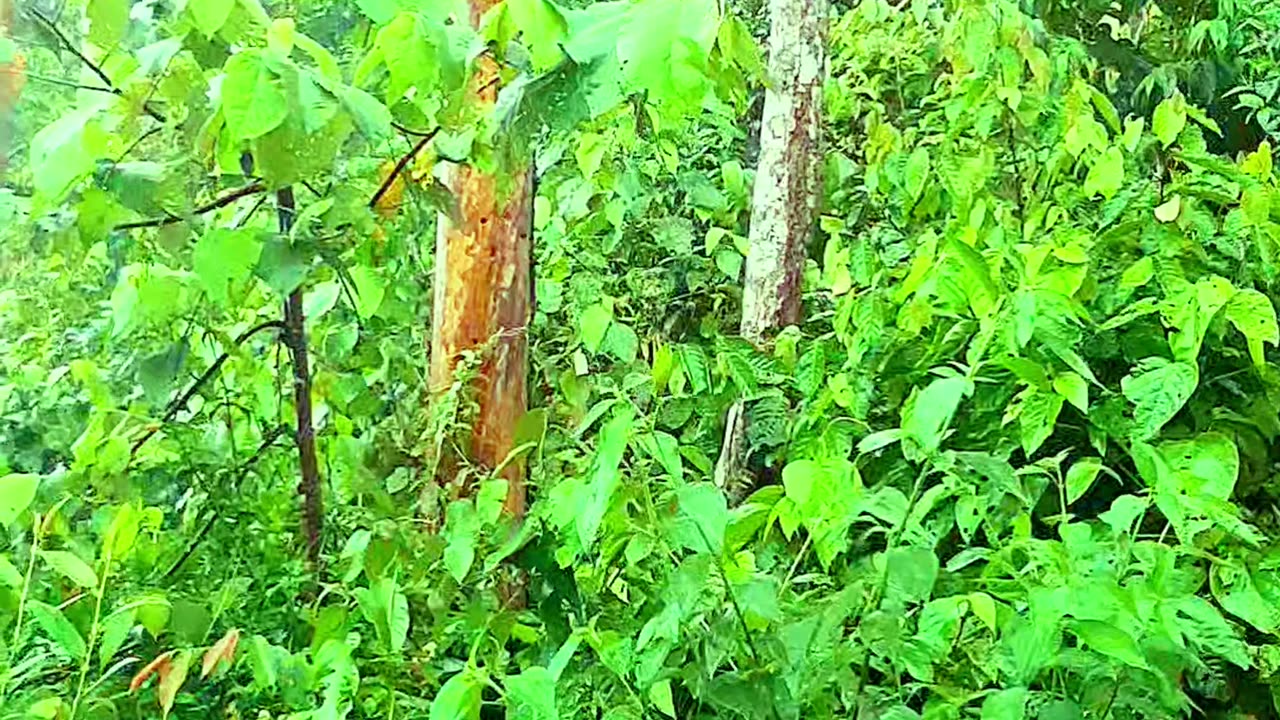 The atmosphere of heavy rain during the day on the edge of the forest