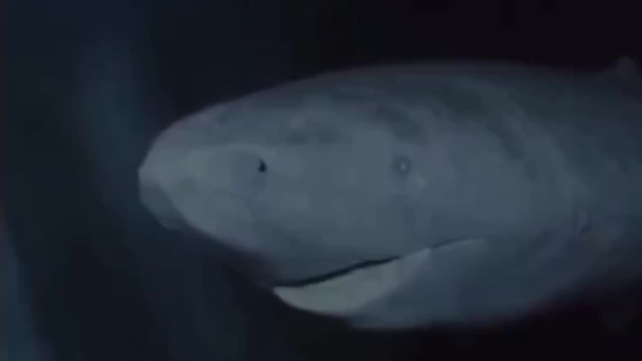 392 year old Greenland Shark in the Arctic Ocean wandering the ocean since 1627