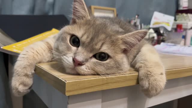The tired cat just wants to lie down