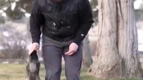 Dog Training in America United Satate #34#