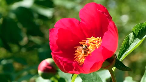 Honey bee on a beautiful flower looking nice