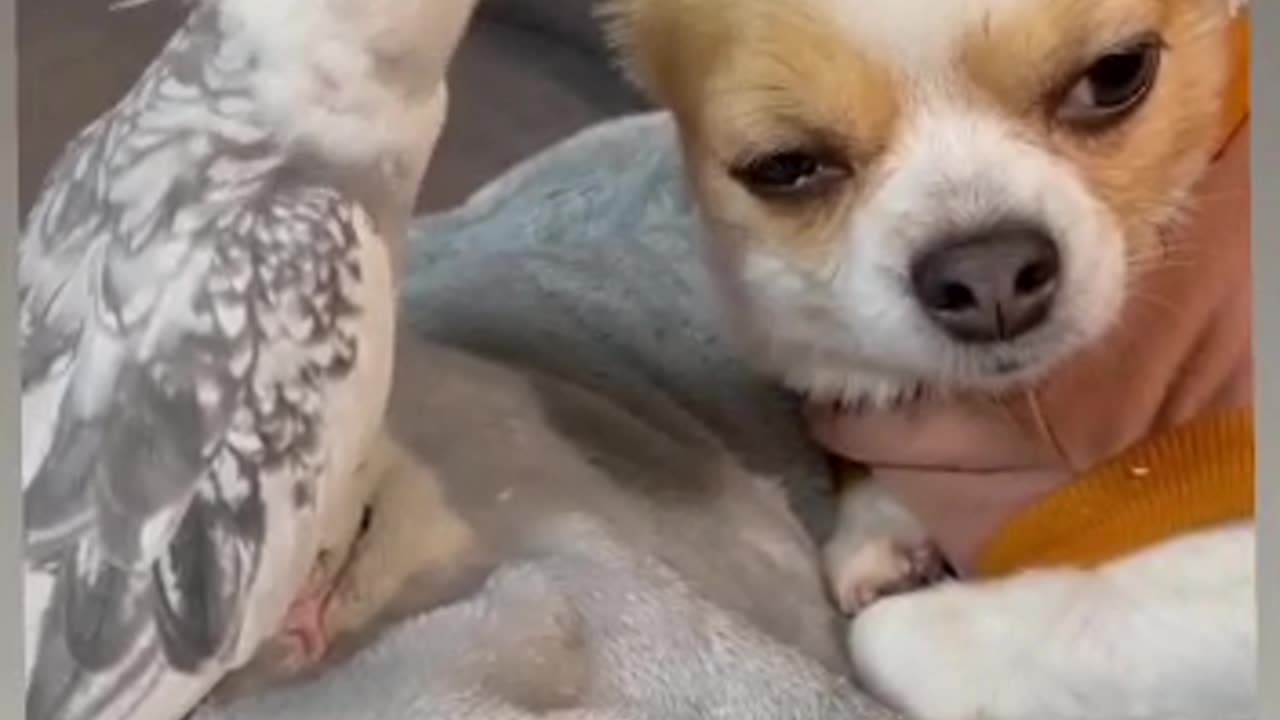 Cute parrot singing | pet lover