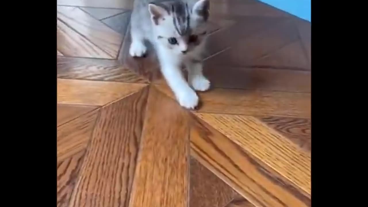 Funny Cats video 🤣🤣 Kittens 😍😍Please Follow Me