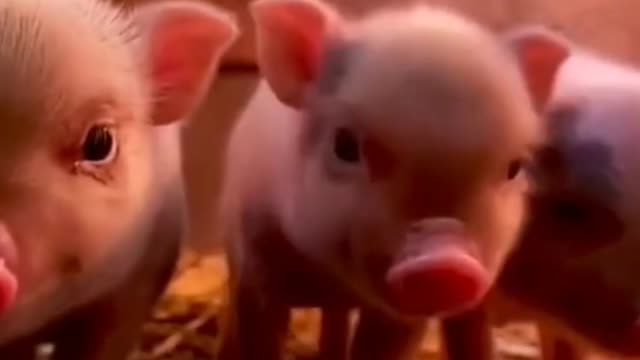 Pink tender little pigs, look so cute!