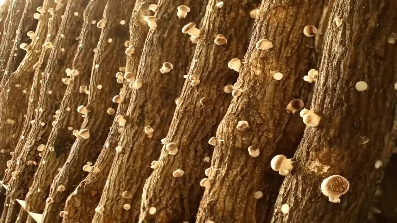 How Japanese Farming Millions of Shiitake Mushroom in Forest - Mountain Shiitake Mushroom Harvesting