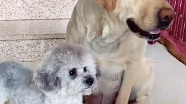 Cute Baby dog and funny