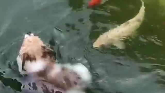 Funny animal video