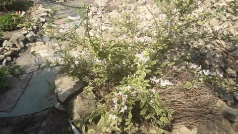 Bees doing gardening