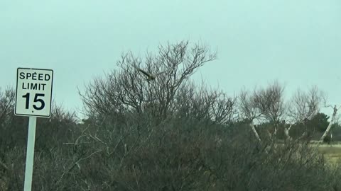 Northern Harrier