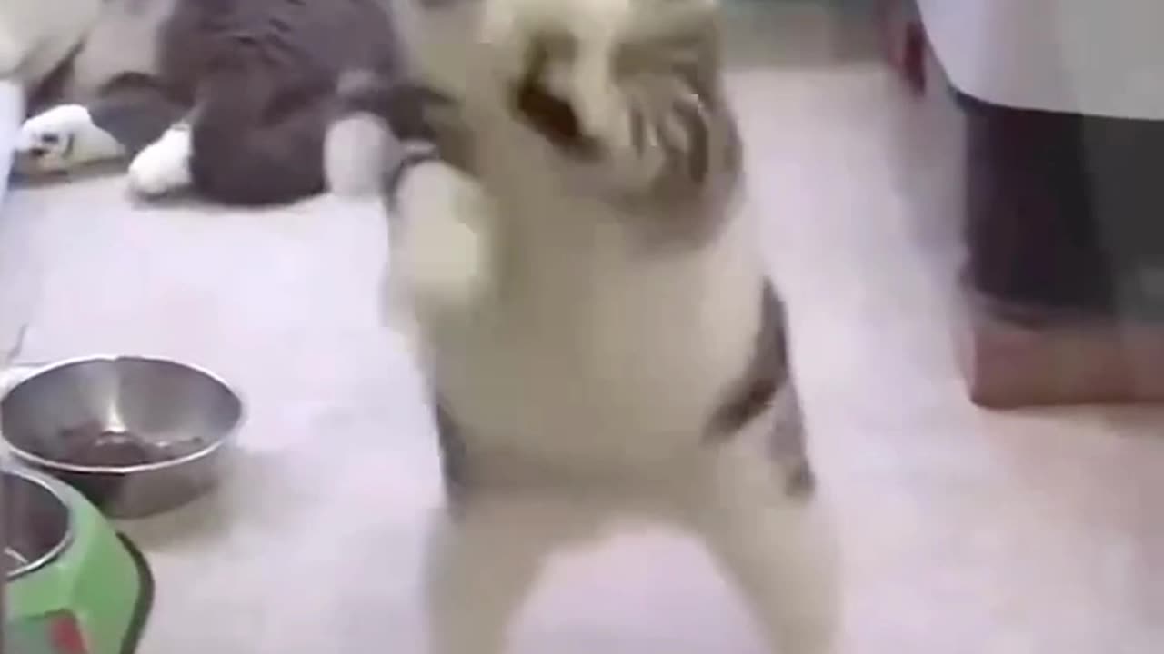 Cute baby cat beautiful dance.😲😲