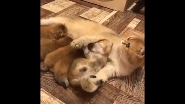 Cute baby animals Videos Compilation