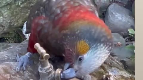 Bird using logic