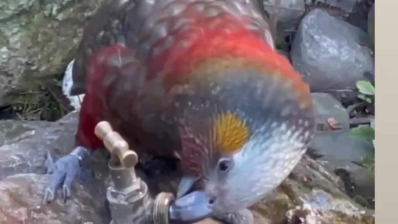 Bird using logic