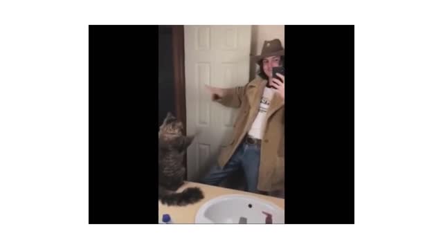 Funny Animal Videos