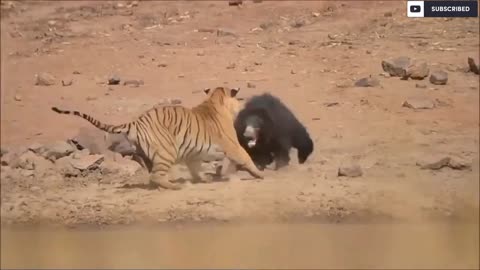 lion fight bear