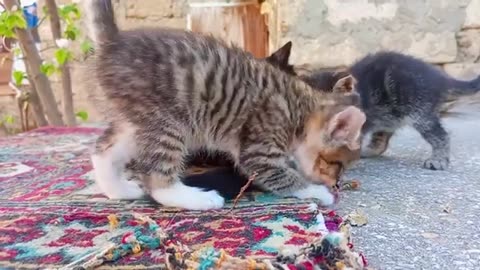 Kittens play with their mother's tail. Funny kittens 😂🥰