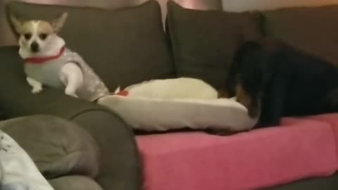 Doberman Stealing Her Brother's Bed