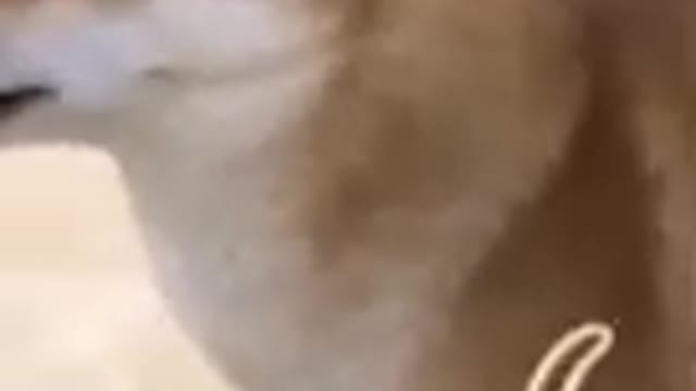 Cute shiba inu dog doesn't like toys