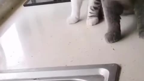 Funny cat