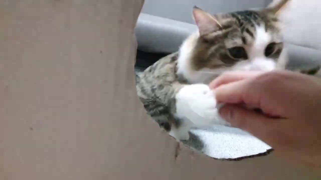 Bite anyone who tries to get through here😺😺😺
