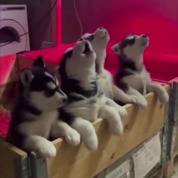 Symphony of howling huskies 🤣🤣