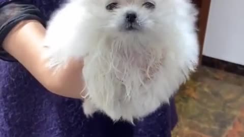 Take a shower and trim your hair