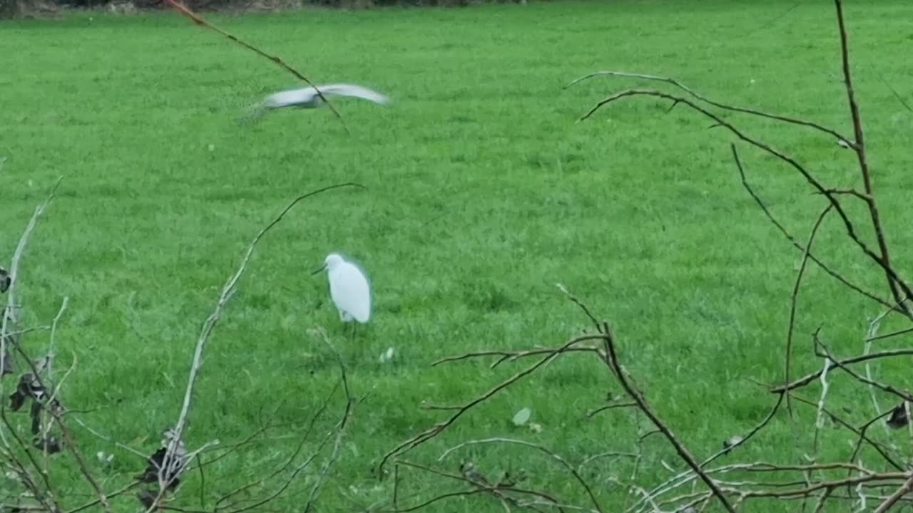 Little Egret In Park Video