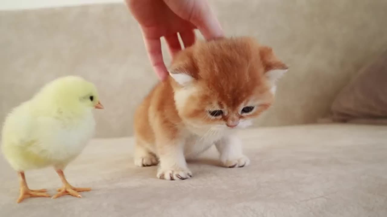 Kitten walk with a tinny chicken