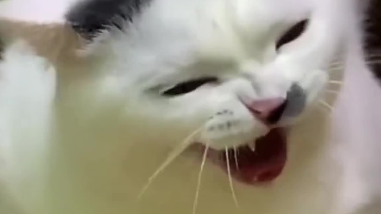 Funniest cat video 2024