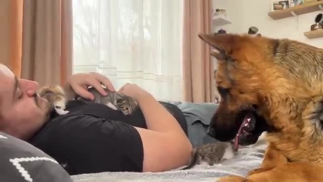 German Shepherd Confused by Tiny Kittens on Human Dad's Chest