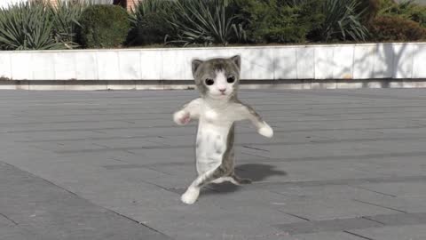 cats and Dancing kittens compilation