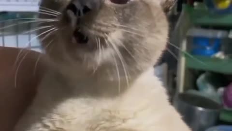 #funny cat video