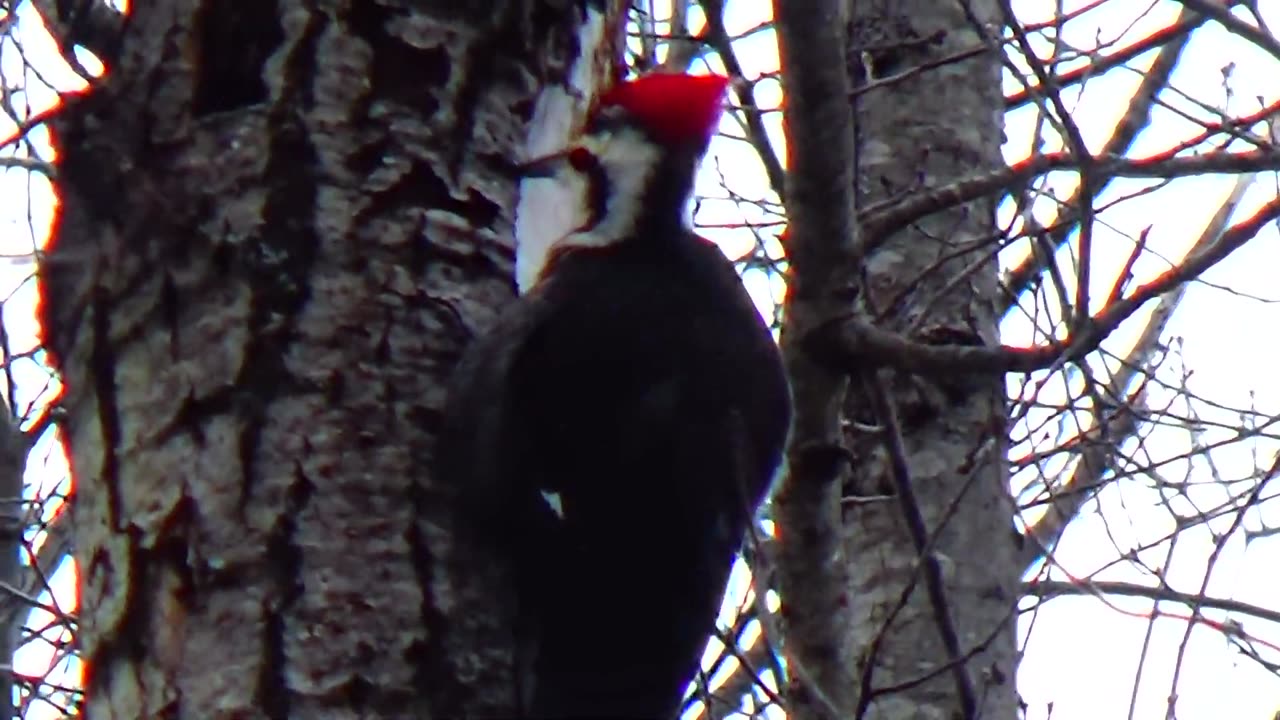 Pileated Woodpecker